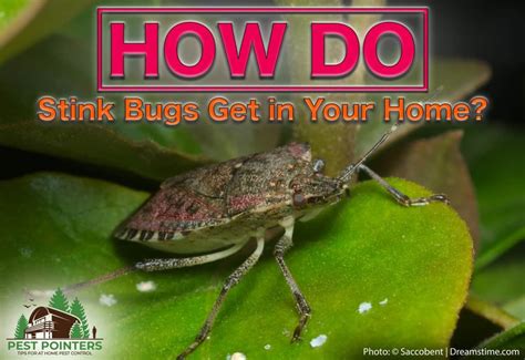 Get Rid Of Stink Bugs Dear Adam Smith