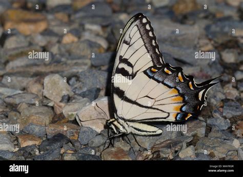 Eastern Tiger Swallowtail Papilio Glaucus Male Mud Puddling Stock