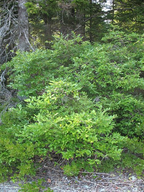 It most resembles plants of v. Vaccinium corymbosum (highbush blueberry): Go Botany