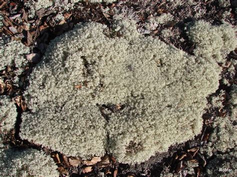 Scouting New Brunswick Moss Lichen And Fungi