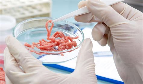 Multiple Burger Samples In Study Test Positive For Rat Dna According