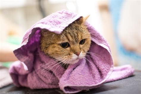 Premium Photo Cat In A Towel After Bath