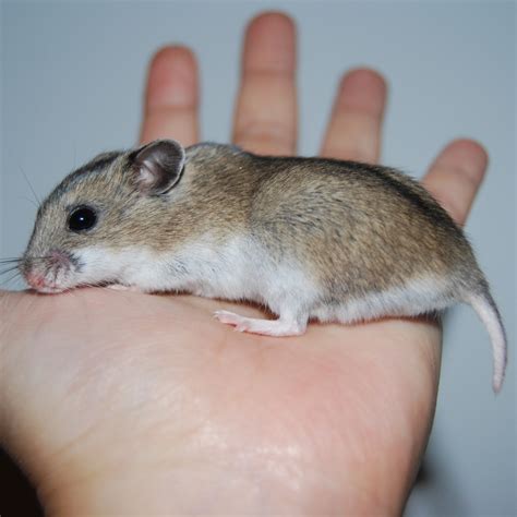 All About The Chinese Hamsters Breed Info Care Tips Vlrengbr