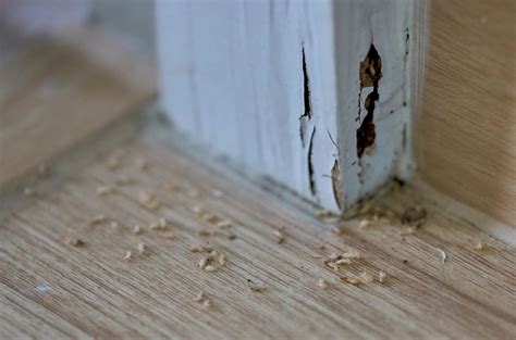 Schedule Your Termite Annual Inspection To Avoid Costly Home Damage Alabama Cooperative