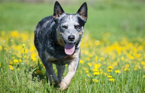 Top 20 Best Dog Foods For Blue Heelers Available In 2020