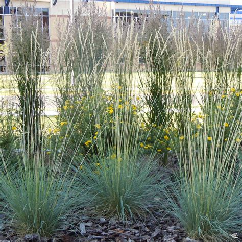 Blue Oat Grass — Green Acres Nursery And Supply