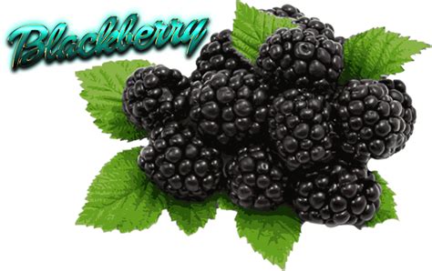 Blackberry Png Png Play