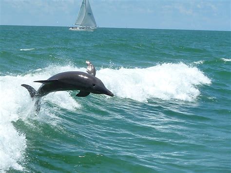 Dolphin And Boatgulf O Mexico 2011 Dolphins Whale Mexico Boat