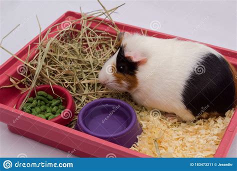 Cute Guinea Pig In Your Home With Lots Of Food Water And Hay Isolated
