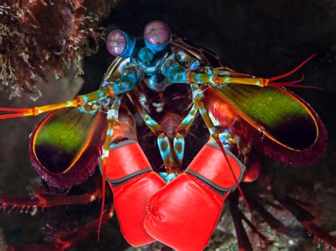 The Peacock Mantis Shrimp Can Throw A Punch At 50 Mph Accelerating Quicker Than A 22 Caliber