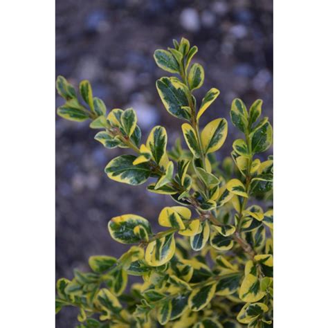 Buxus Sinica Var Insularis Sunburst Sunburst Korean Boxwood Broken