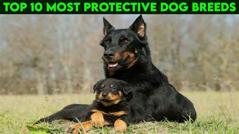 Top 10 Most Protective Dog Breeds Youtube