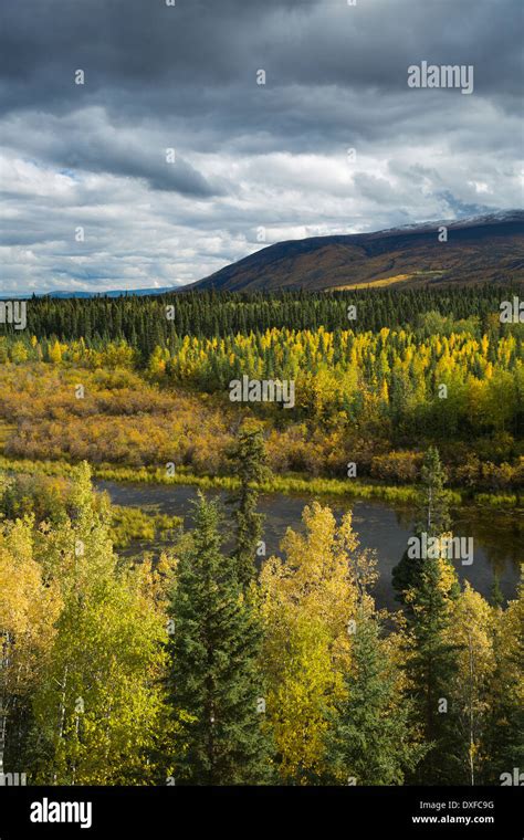 Autumn Colours Of The Boreal Forest In The Stewart River Valley Yukon