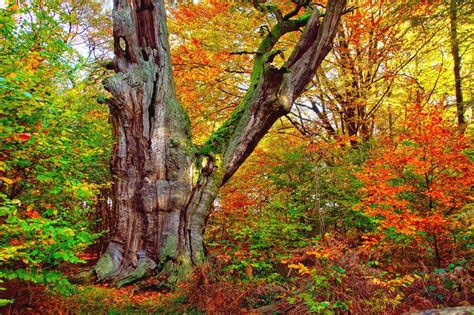 Autumn Forest Trees Landscape Free Stock Photo Public Domain Pictures