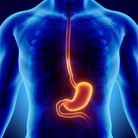 Esophagus And Stomach Mckay Dee Gastroenterology Clinic