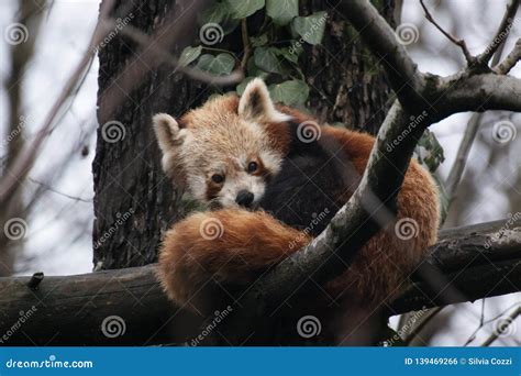 Red Panda Ailurus Fulgens Sitting On A Tree Branch Stock Photo Image