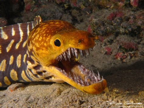 West African Fangtooth Moray Eel Enchelycore Anatina Taken In The