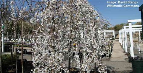 Dwarf Weeping Cherry Trees Including Care Guide With Pictures Golden Spike Company