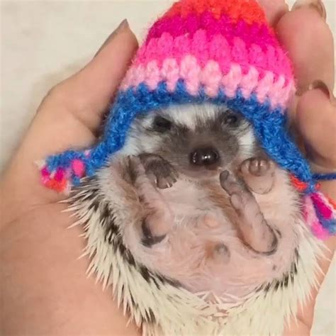 Just A Hedgehog In A Hat To Brighten Your Day Just A Hedge Flickr