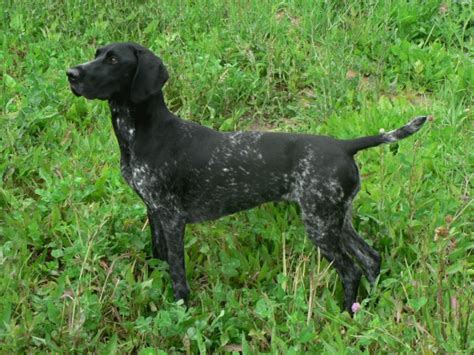 In many ways, the german shorthaired pointer is the quintessential sporting dog, as they excel in just about every hunting context imaginable. Black and white GSP - My Doggy Rocks