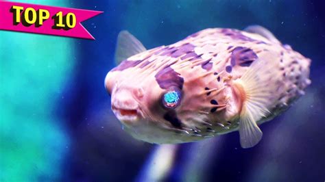 Top 10 Most Deadliest Fish In The World Youtube