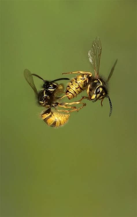 Wasps Fighting In Mid Air Wasp Bugs And Insects Beautiful Bugs