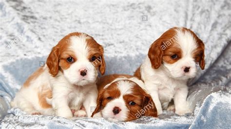 So Cute Cavalier King Charles Spaniel Puppies Funny