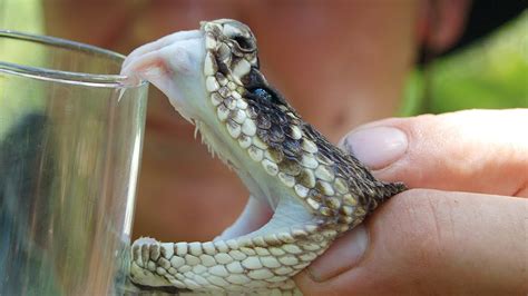 Floridas Venomous Snakes 0910 Rattlesnake Venom Extraction Youtube