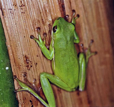 Tree Frog Climbing