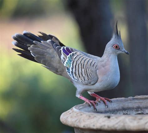 Crested Pigeon Ocyphaps Lophotes In Australia By Chris Watson