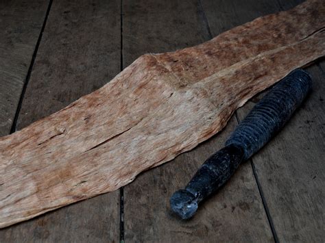 Harga kayu ular batangan jual kayu ular papua kupas kami juga menyediakan kayu ular papua yang sudah dikupas kulitnya. File:Kapuak 101012-7494 mp.JPG - Wikimedia Commons