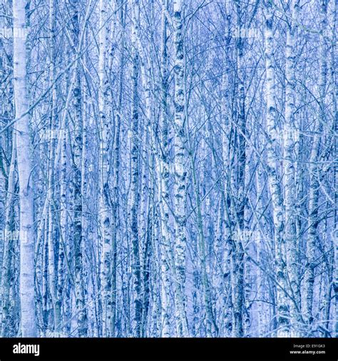 Dense Forest Of Bare Birch Trees In Winter Stock Photo Alamy