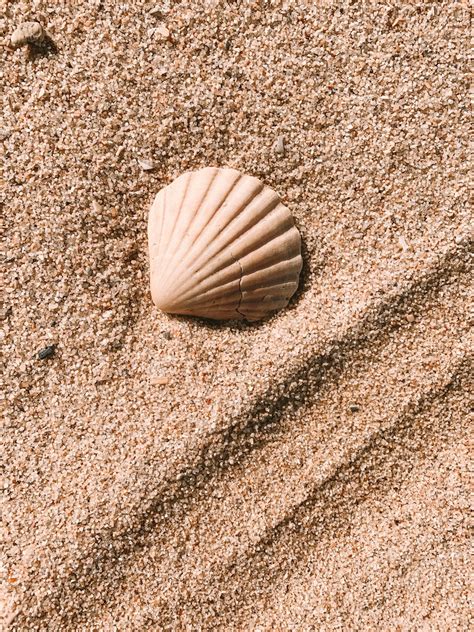 1000 Seashell Pictures Download Free Images On Unsplash