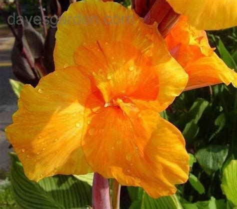 Topped with tangerine orange blooms for an unforgettable. PlantFiles Pictures: Orange-flowered Variegated Canna Lily ...