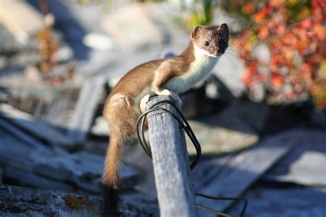 Ermine Or Short Tailed Weasel Pennsylvania Mammals · Inaturalist