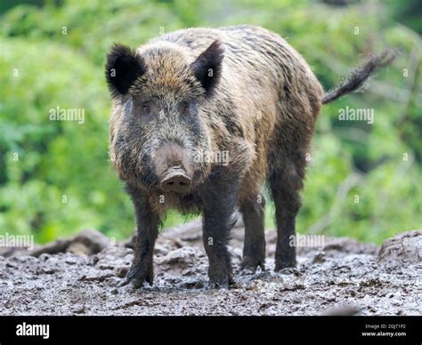 Wild Boar Sus Scrofa In Forest National Park Bavarian Forest
