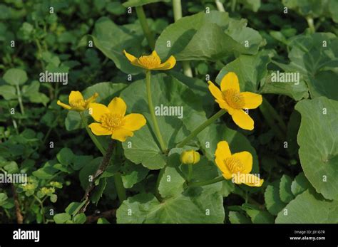 Yellow Marsh Marigold Kingcup Caltha Palustris Flower Of Buttercup