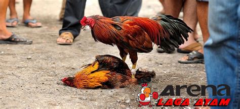 Seorang penonton sabung ayam t3w4s m3ngenask4n di tangan ayam jago yang mengamuk! Mengenal Ayam Aduan Vietnam Yang Perkasa Di Arena Laga