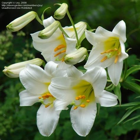 Plantfiles Pictures Regal Lily Album Lilium Regale By Joy