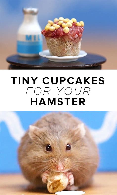 How To Make Tiny Cupcakes For Your Hamster Hamster Life Hamster Food
