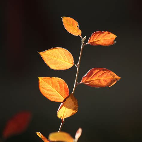 Fall Leaves In The Sun Close Up Picture Free Photograph Photos