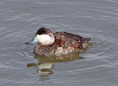 Pictures And Information On Ruddy Duck