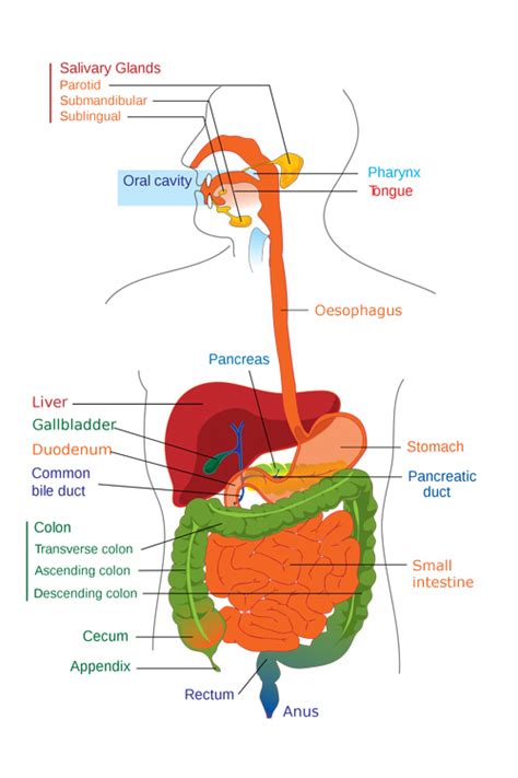 The digestive system is divided into two major parts: Human digestive system — Science Learning Hub