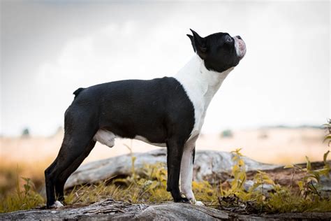 Deckrüden Der Boston Terrier