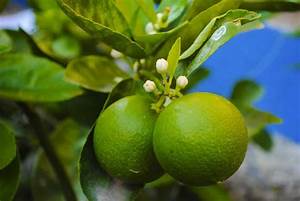 Top 15 Steps To Boost Lemon Yield How To Increase Fruit Size