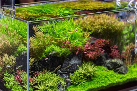 And remember, although 5 gallons is the minimum tank size for bettas, bigger is always better. Best 20 Gallon Fish Tank and Aquariums: Setup, and ...