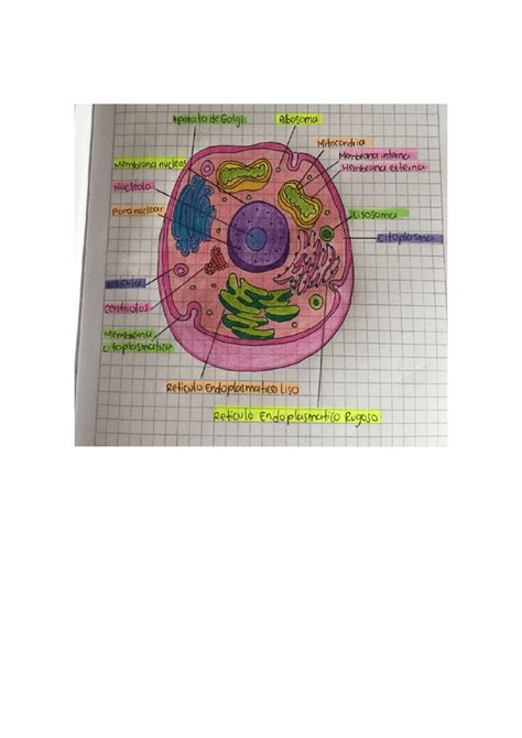 Dibujo De La Celula Eucariota Docsity