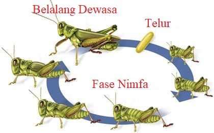 Imago imago adala fase dewasa yang ditandai dengan perkembangan baik seluruh organ tubuh dan alat reproduksi yang sudah matang. Pengertian Metamorfosis Tidak Sempurna : Ciri, Tahapan dan Contohnya - Pelajaran Sekolah Online