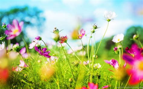 Download Nice Spring Backgrounds 1440x900 Full Hd Wall Desktop Background
