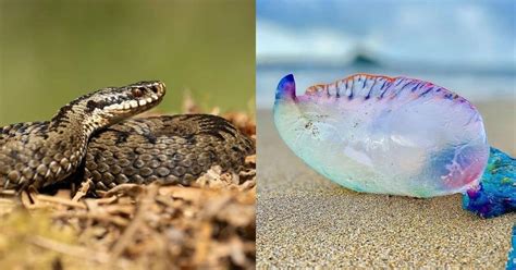 Most Dangerous Animals In The Uk To Stay Away From Learn About Nature